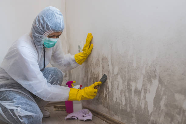 Best Industrial Mold Remediation  in Wolf Lake, MI
