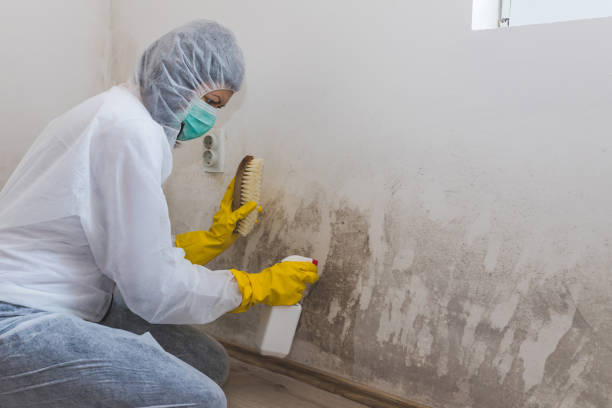 Best Basement Mold Removal  in Wolf Lake, MI