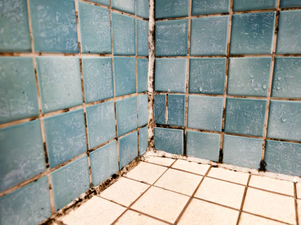  Wolf Lake, MI Mold Removal Pros