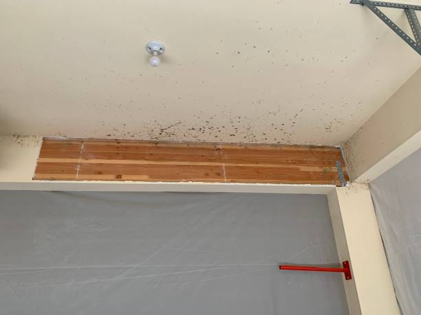 Best Indoor Air Quality Assessment  in Wolf Lake, MI