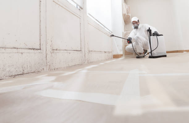 Best Basement Mold Removal  in Wolf Lake, MI