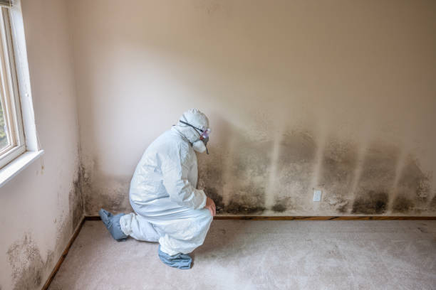 Mold Remediation for Rental Properties in Wolf Lake, MI